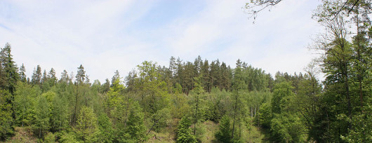 Rozlewisko Łyny w Redykajnach pod Olsztynem (fot Mazaki - wikipedia)