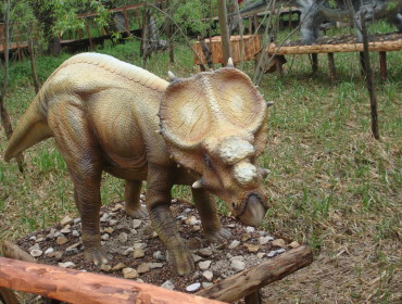 Triceratops