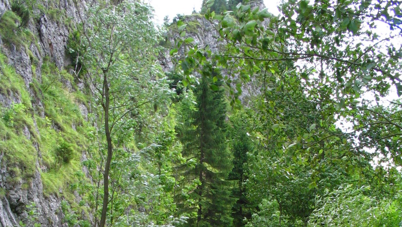 Wąwóz Homole obok Jaworek (fot.Vindicator Wikipedia)
