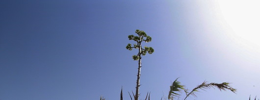 kwitnąca agawa