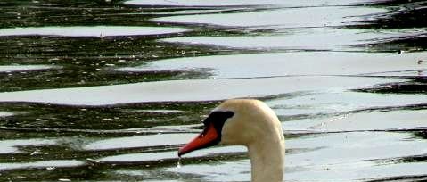 łabędź