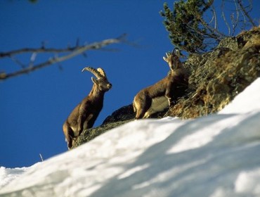 Koziorożce alpejskie - herbowe zwierzęta Narodowego Parku Stelvio