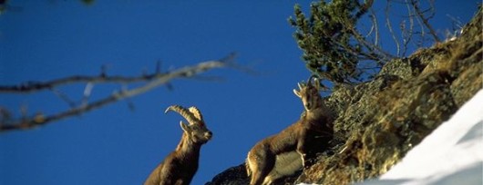 Koziorożce alpejskie - herbowe zwierzęta Narodowego Parku Stelvio