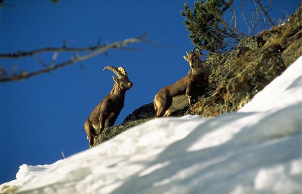Koziorożce alpejskie - herbowe zwierzęta Narodowego Parku Stelvio