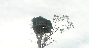 Papuaski domek na drzewie wybudowany jest ponad koronami drzew