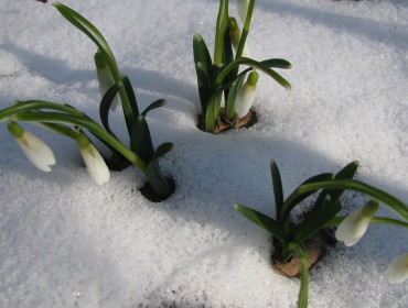 Pierwsze przebiśniegi w Ogrodzie Botanicznym w Lublinie