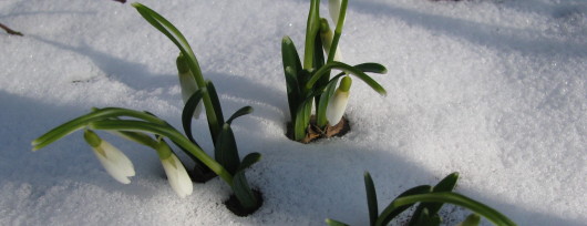 Pierwsze przebiśniegi w Ogrodzie Botanicznym w Lublinie