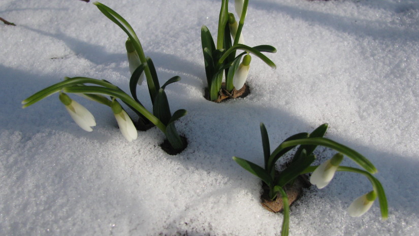 Pierwsze przebiśniegi w Ogrodzie Botanicznym w Lublinie