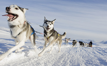 Wesołe husky z psiej wioski w Riksgränsen