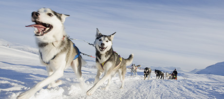 Wesołe husky z psiej wioski w Riksgränsen