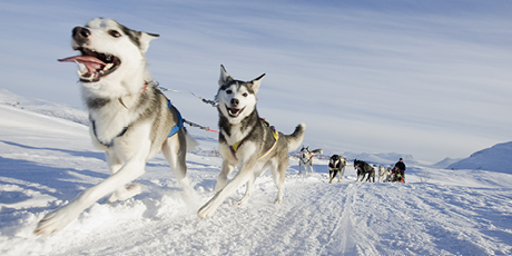 Wesołe husky z psiej wioski w Riksgränsen