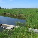 Rzeka Narew