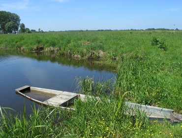 Rzeka Narew