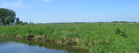 Rzeka Narew