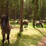 Koniki polskie. Źródło: http://www.it.mragowo.pl/media/art/1026/file/Popielno.JPG