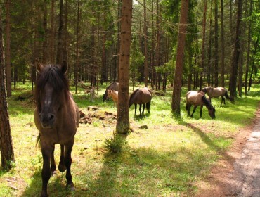 Koniki polskie. Źródło: http://www.it.mragowo.pl/media/art/1026/file/Popielno.JPG