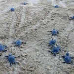 Małe żółwiki na plaży Lara na zachodnim Cyprze. Źródło: www.holidaycyprus.net