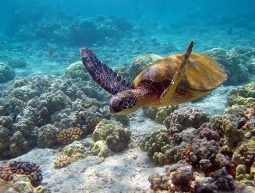 Dorosły żółw zielony spokojnie penetruje przybrzeżne rafy - Cypr. Źródło: www.blog.cypruscoupon.com