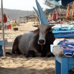 Relaksująca się na plaży Anjuna krowa - Goa