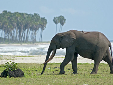 Słoń na plaży Loango w Gabonie - zachodnia Afryka. Źródło: www.bbc.co.uk