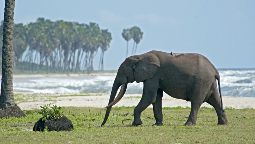 Słoń na plaży Loango w Gabonie - zachodnia Afryka. Źródło: www.bbc.co.uk