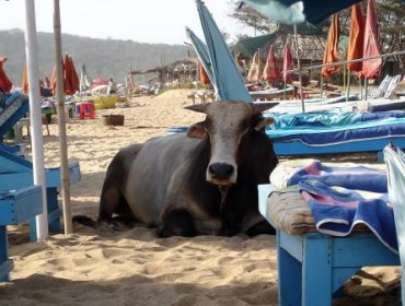 Relaksująca się na plaży Anjuna krowa - Goa