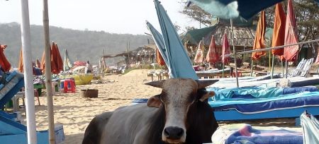 Relaksująca się na plaży Anjuna krowa - Goa