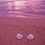 Różowy kolor nadają plaży na Bahamach maleńkie muszelki otwornic. Źródło: www.worldfortravel.com