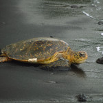 Szylkretowy żółw wygrzewa się na czarnej plaży Punalu'u