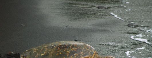 Szylkretowy żółw wygrzewa się na czarnej plaży Punalu'u