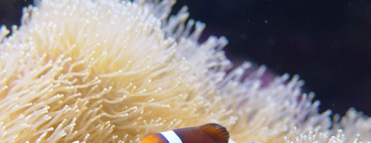 Błazenek ''Nemo'' w Akwarium w Gdyni. Źródło: www.akwarium.gdynia.pl