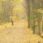 Piękna polska złota jesień w Lesie Kabackim
