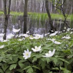 Piękne zawilce w Lesie Łagiewnickim. Źródło: www.pkwl.pl