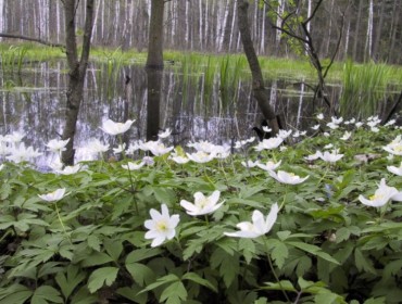 Piękne zawilce w Lesie Łagiewnickim. Źródło: www.pkwl.pl
