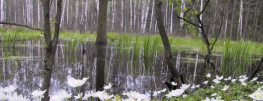 Piękne zawilce w Lesie Łagiewnickim. Źródło: www.pkwl.pl