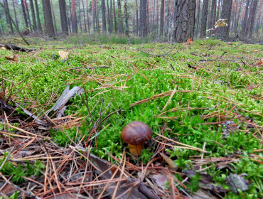 Dorodny podgrzybek z otwockich lasów