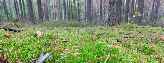 Dorodny podgrzybek z otwockich lasów