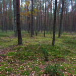 Sosnowo-dębowy las w okolicach Krakowa