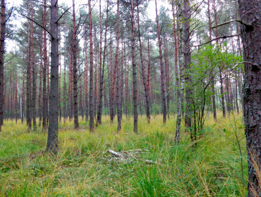 Lasy Zabierzowskie