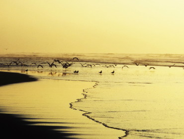 Park Narodowy Massa to prawdziwy raj dla ornitologów. Źródło: www.moroccotravel101.com