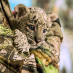 Mały leopard w Sochijskim Parku Narodowym. Źródło: www.en.ria.ruhttp://en.ria.ru