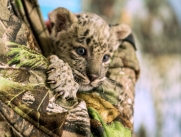 Mały leopard w Sochijskim Parku Narodowym. Źródło: www.en.ria.ruhttp://en.ria.ru