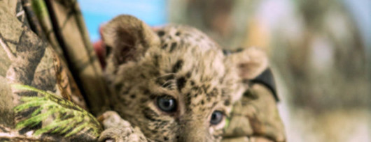 Mały leopard w Sochijskim Parku Narodowym. Źródło: www.en.ria.ruhttp://en.ria.ru