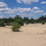 Pustynia Błędowska nie jest typową pustynią. Sporą część terenu porastają sucholubne drzewa i krzewy. Źródło: www.gmina-klucze.p