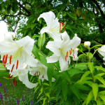 Lilie w ogrodzie w Żelazowej Woli