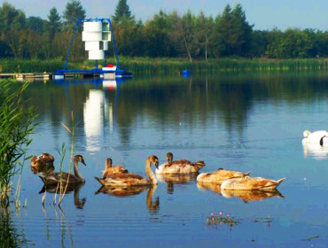 Młode łabędzie nad Zalewem Kraśnickim