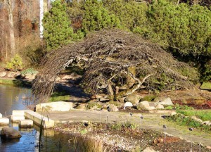 Płacząca odmiana wiązu górskiego w arboretum w Rogowie