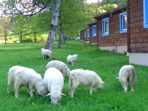 Owieczki z Pienińskiego Parku Narodowego