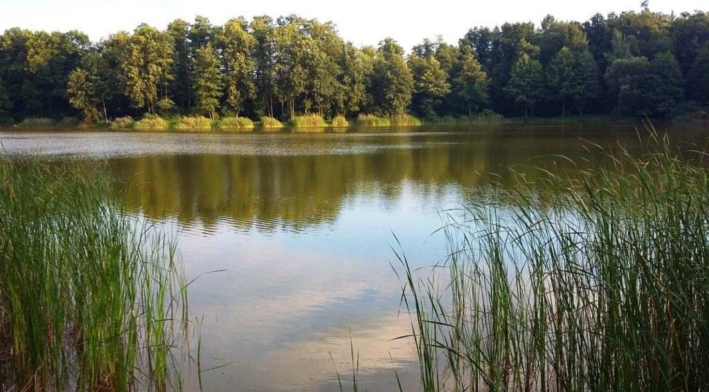 Staw Szczodre w dolnośląskiej wsi o tej samej nazwie jest pięknym, czystym, śródleśnym jeziorkiem.